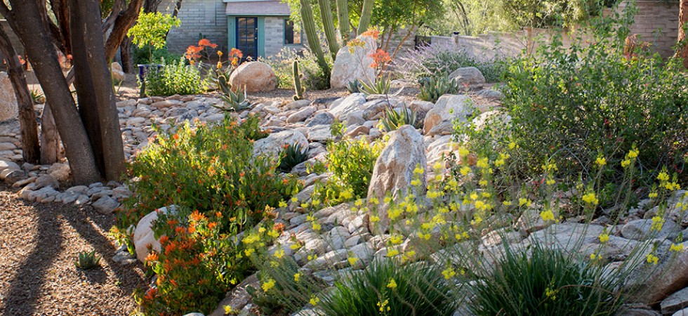 Retaining Wall with Desert Blooms