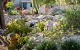 Retaining Wall with Desert Blooms